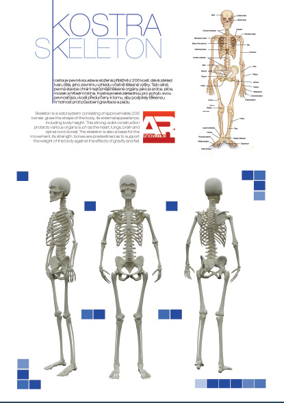 Ukázka 3D modelu kostry